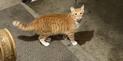 Lost Male Cat last seen Mission blvd , Hayward, CA 94544