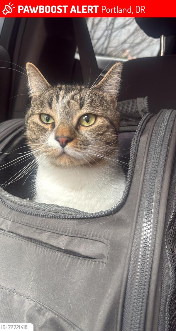 Lost Male Cat last seen 19th and Northrup , Portland, OR 97209
