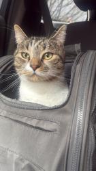 Lost Male Cat last seen 19th and Northrup , Portland, OR 97209