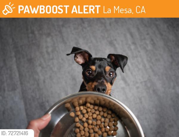 Found/Stray Unknown Dog last seen Right before Bobbie Lane around 10833 Explorer Road, La Mesa, CA 91941