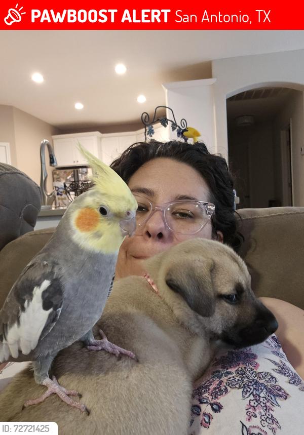 Lost Male Bird last seen Hills and Dales neighborhood , San Antonio, TX 78255