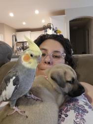 Lost Male Bird last seen Hills and Dales neighborhood , San Antonio, TX 78255