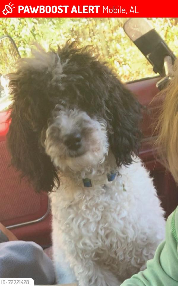 Lost Male Dog last seen Overlook rd , Mobile, AL 36618