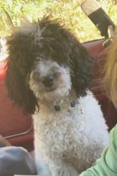 Lost Male Dog last seen Overlook rd , Mobile, AL 36618