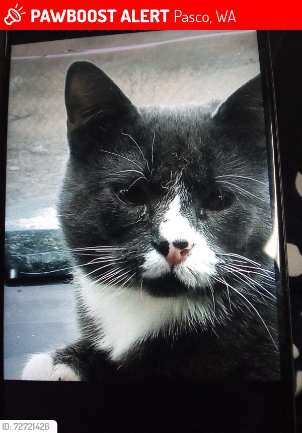 Lost Male Cat last seen Sylvester St & 5th, Pasco, WA 99301