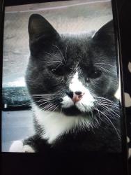 Lost Male Cat last seen Sylvester St & 5th, Pasco, WA 99301
