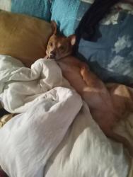 Lost Male Dog last seen Paul st, Pensacola, FL 32505