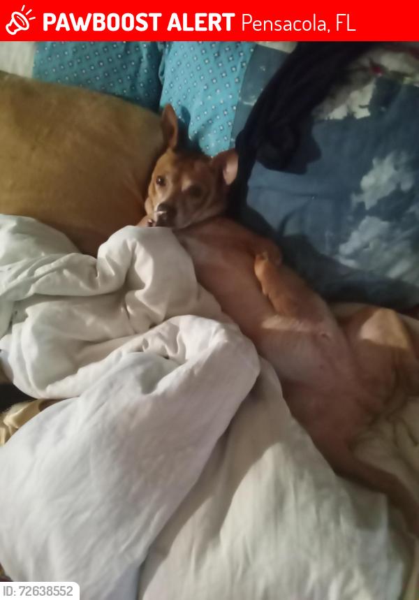 Lost Male Dog last seen Paul st, Pensacola, FL 32505