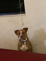 Lost Male Dog last seen Laurel ave near koa elementary , Poinciana, FL 34758