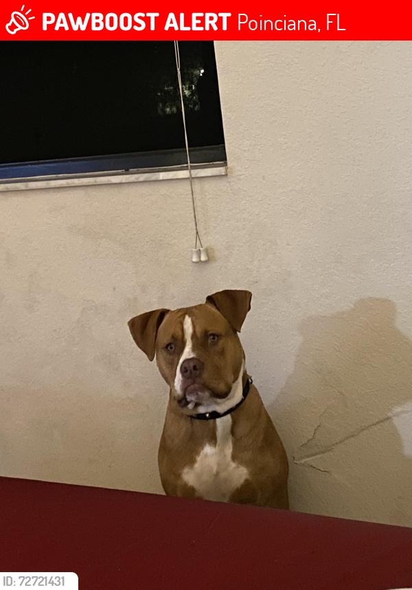 Lost Male Dog last seen Laurel ave near koa elementary, Poinciana, FL 34758