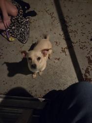Found/Stray Female Dog last seen LA cumbre and Las Piedras dr, Victorville, CA 92395