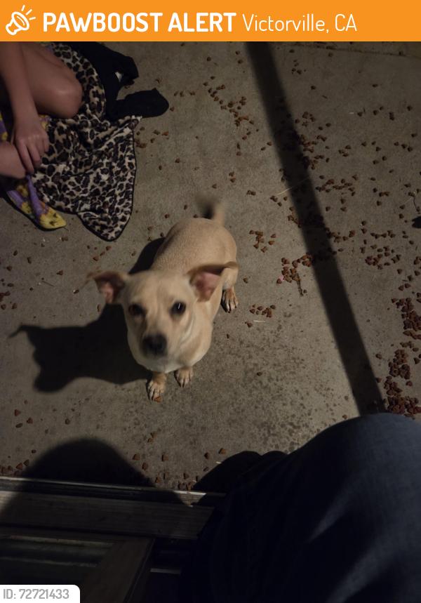 Found/Stray Female Dog last seen LA cumbre and Las Piedras dr, Victorville, CA 92395