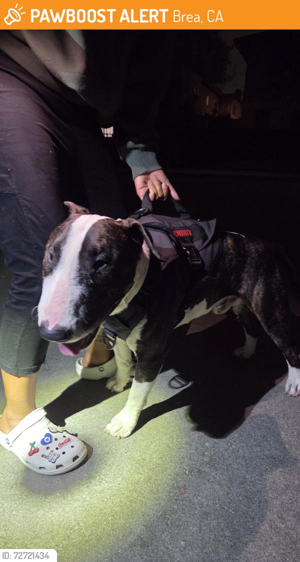 Found/Stray Male Dog last seen Redwood and Imperial , Brea, CA 92821