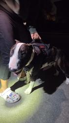 Found/Stray Male Dog last seen Redwood and Imperial , Brea, CA 92821