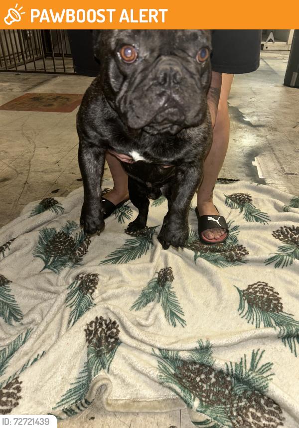 Found/Stray Male Dog last seen Foothill and archibald, Rancho Cucamonga, CA 91730