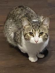 Lost Female Cat last seen Christian Park, Indianapolis, IN 46203