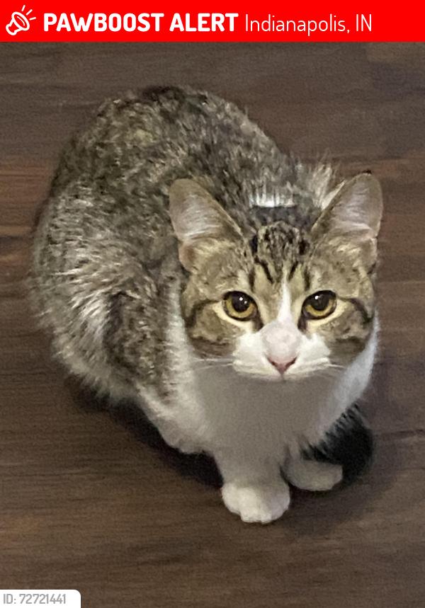 Lost Female Cat last seen Christian Park, Indianapolis, IN 46203