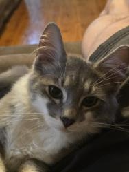 Lost Male Cat last seen Eringa court/Yorktown Road, Craigmore, SA 5114