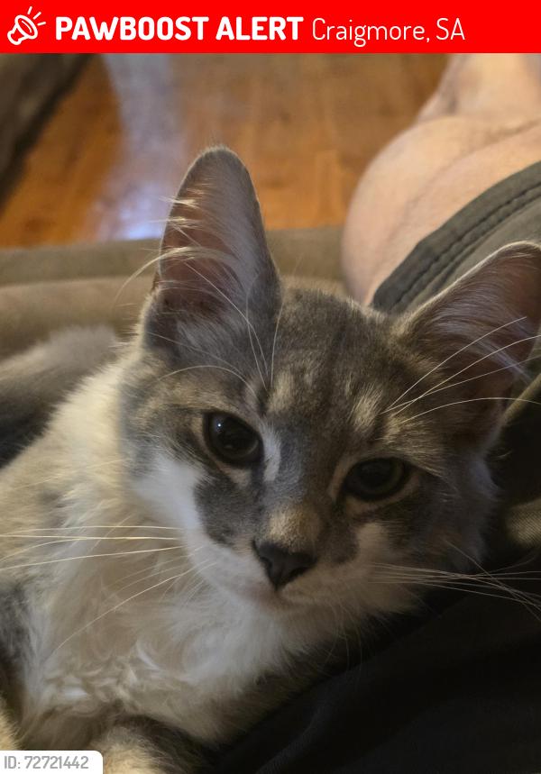 Lost Male Cat last seen Eringa court/Yorktown Road, Craigmore, SA 5114