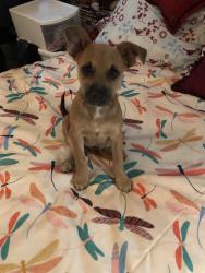 Lost Male Dog last seen 10th street Imperial Beach CA, Imperial Beach, CA 91932
