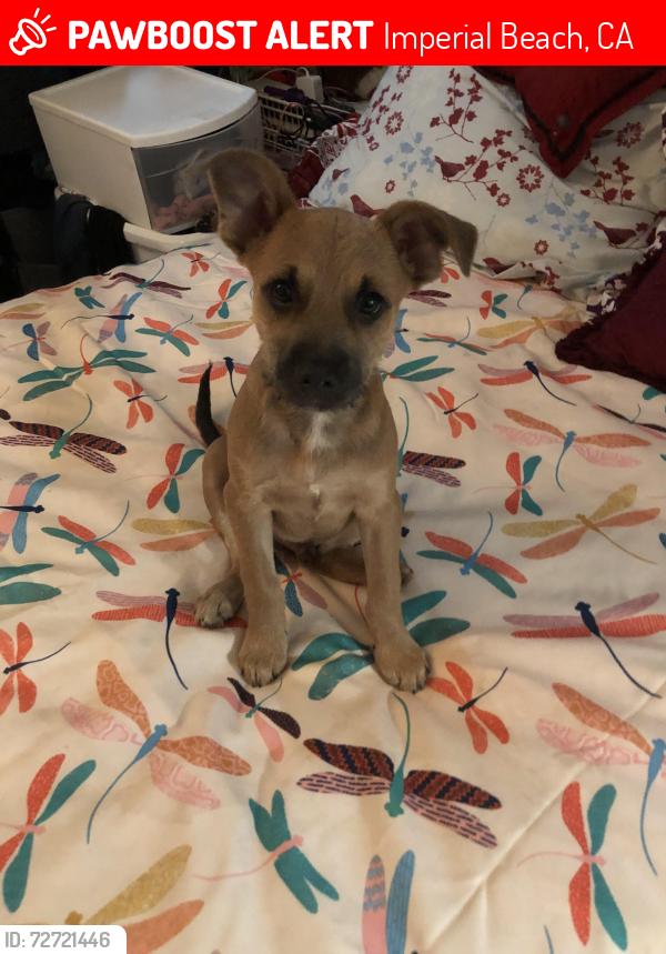 Lost Male Dog last seen 10th street Imperial Beach CA, Imperial Beach, CA 91932