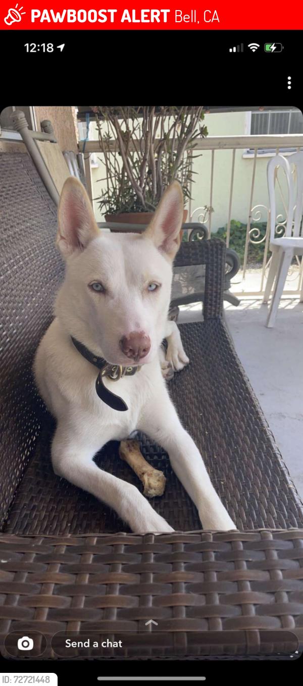 Lost Male Dog last seen Otis by Lugo park , Bell, CA 90201