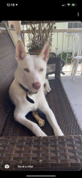 Lost Male Dog last seen Otis by Lugo park , Bell, CA 90201