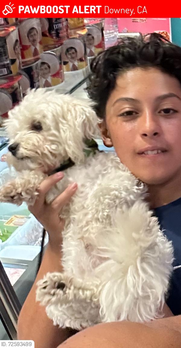 Lost Male Dog last seen Warren HS, Downey, CA 90241
