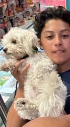 Lost Male Dog last seen Warren HS, Downey, CA 90241