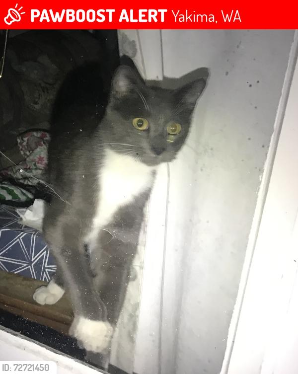 Lost Male Cat last seen Tieton drive, Yakima, WA 98902