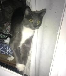 Lost Male Cat last seen Tieton drive, Yakima, WA 98902