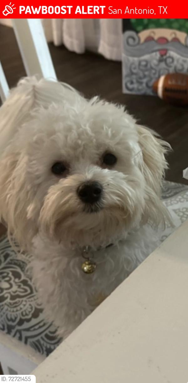Lost Male Dog last seen Warren High School, San Antonio, TX 78251