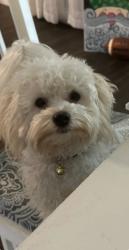 Lost Male Dog last seen Warren High School, San Antonio, TX 78251