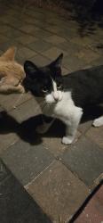 Found/Stray Male Cat last seen Rose and Capital , San Jose, CA 95127