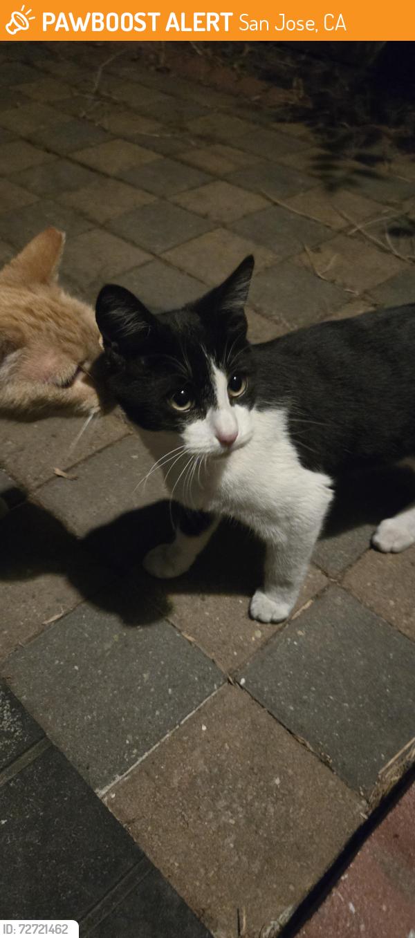 Found/Stray Male Cat last seen Rose and Capital , San Jose, CA 95127
