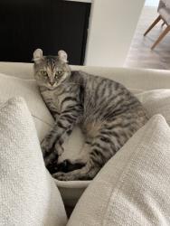 Lost Female Cat last seen Ne 116th st brush prairie, Hockinson, WA 98606