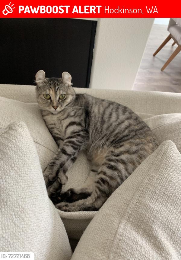 Lost Female Cat last seen Ne 116th st brush prairie, Hockinson, WA 98606
