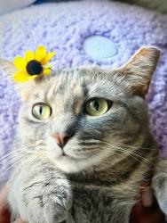 Lost Female Cat last seen watkins st, davis st, spring forest dr, Central, SC 29630
