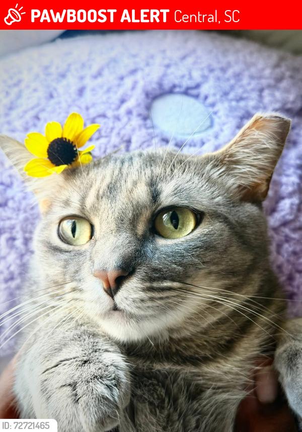 Lost Female Cat last seen watkins st, davis st, spring forest dr, Central, SC 29630