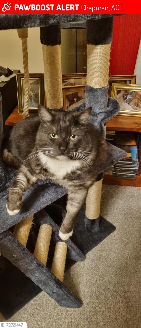 Lost Male Cat last seen Perry Drive, Chapman Primary School, Chapman, ACT 2611