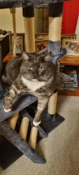 Lost Male Cat last seen Perry Drive, Chapman Primary School, Chapman, ACT 2611
