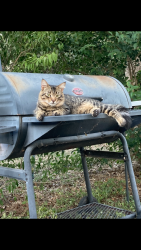 Lost Male Cat last seen Hudson bend , Hudson Bend, TX 78734