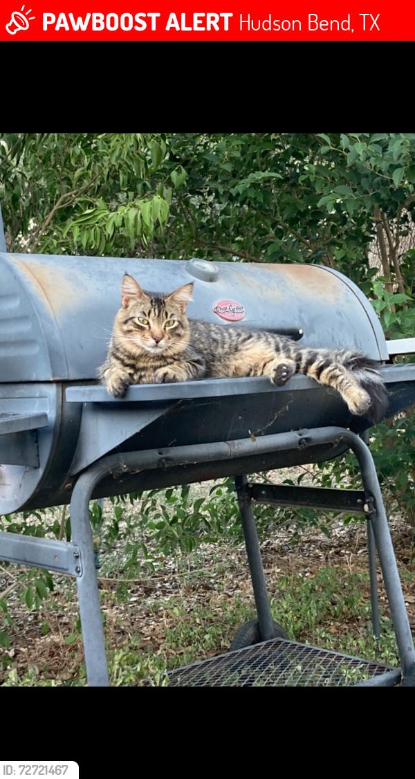Lost Male Cat last seen Hudson bend , Hudson Bend, TX 78734