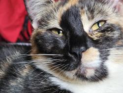 Lost Female Cat last seen Bohemia road , East Sussex, England 
