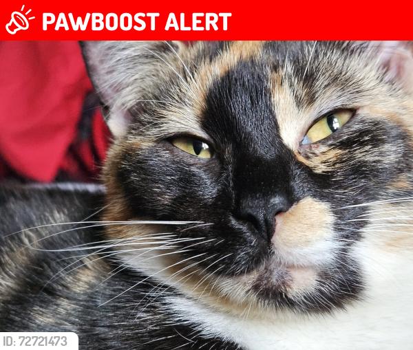 Lost Female Cat last seen Bohemia road , East Sussex, England 