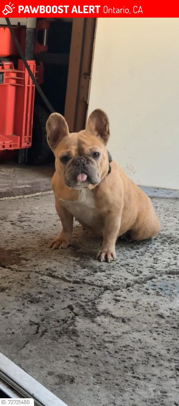 Lost Female Dog last seen Avante apmts, Ontario, CA 91761