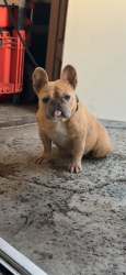 Lost Female Dog last seen Avante apmts, Ontario, CA 91761