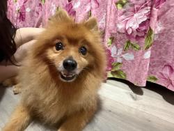 Found/Stray Male Dog last seen Near NW 127 Street & 12th Avenue , Miami Shores, FL 33168