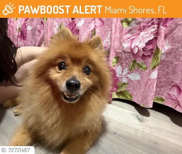 Found/Stray Male Dog last seen Near NW 127 Street & 12th Avenue , Miami Shores, FL 33168