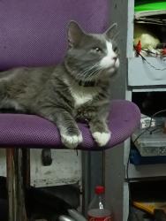 Lost Male Cat last seen Train tracks then grain silos   Fm 437 (Alvin Ailey) headed towards new highway , Rogers, TX 76569